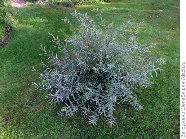 4 августа 2024