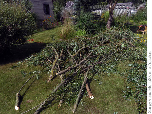 Удаляла ветки внутри кроны