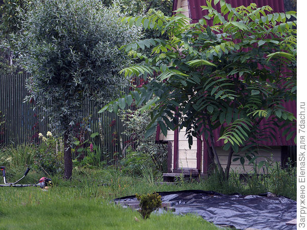 Середина июля