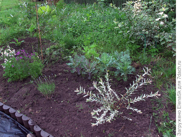 Salix integra Hakuro Nishiki