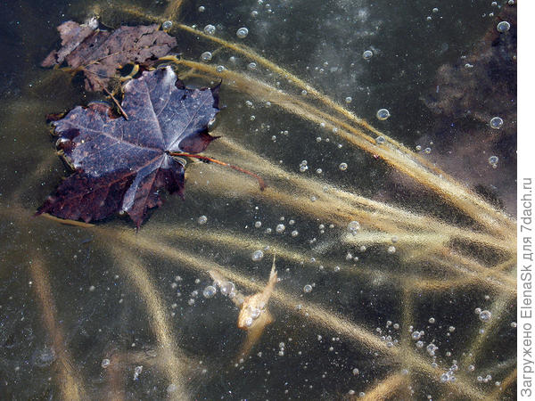 Замерший пруд