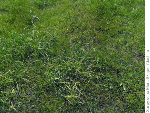 Осоки на газоне