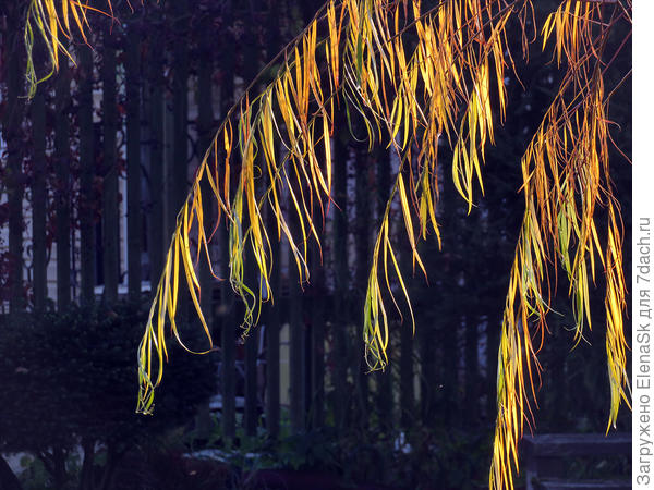 Длинна листа