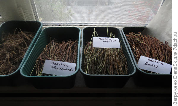 Срезанные кисти с семенами