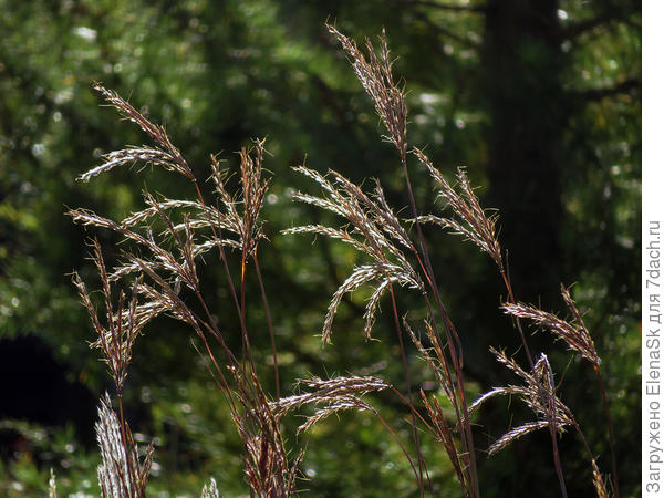 Кисти Бородача