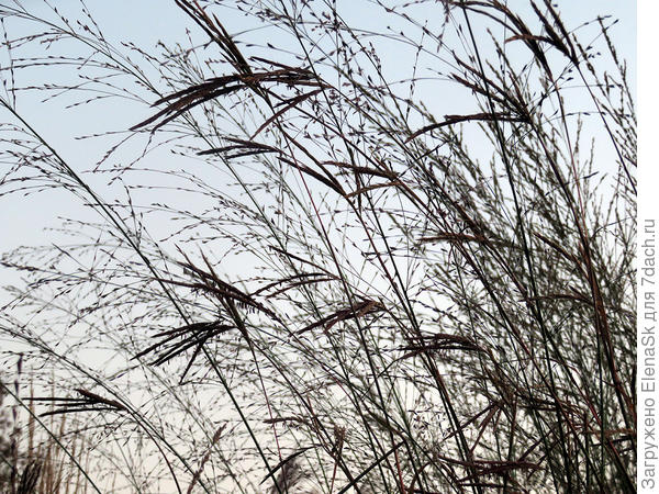 Кисти Бородача