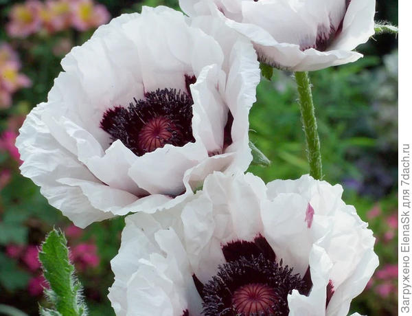 Восточный мак