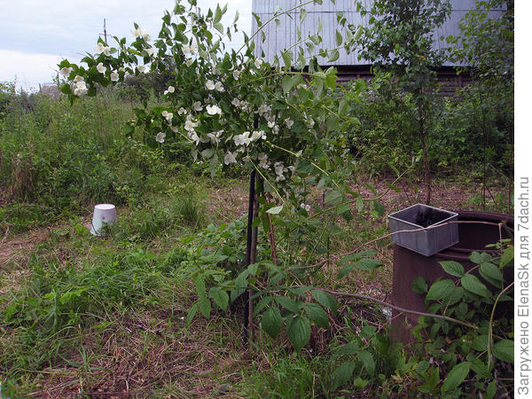 поднятый из под хлама.