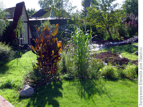 В отдельные годы вымахивала огромной