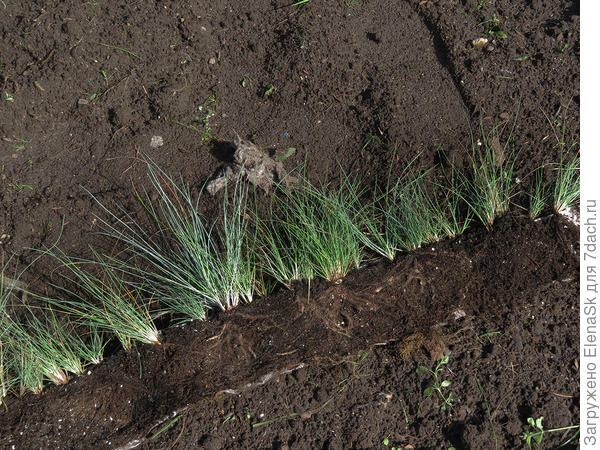 Уже в конце августа рассаживала.