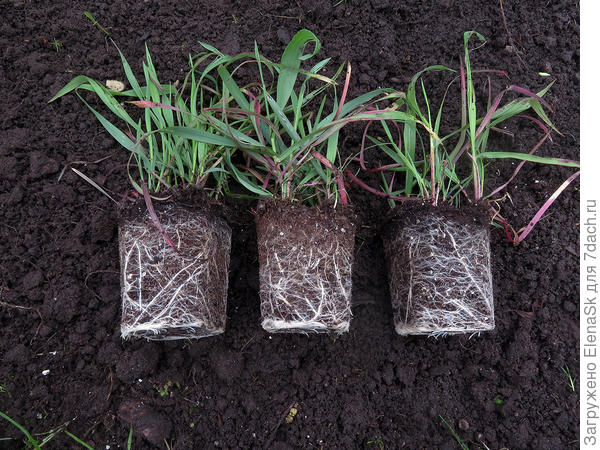 Из этой улитки получились три кочки - их и посадила уже на место.