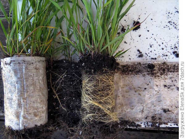 Скручиваю (справа-налево) но уже без подложки. Потом отрыва. Слой земли тонкий,  корни не рвутся, а просто вытягиваются, разъединяются