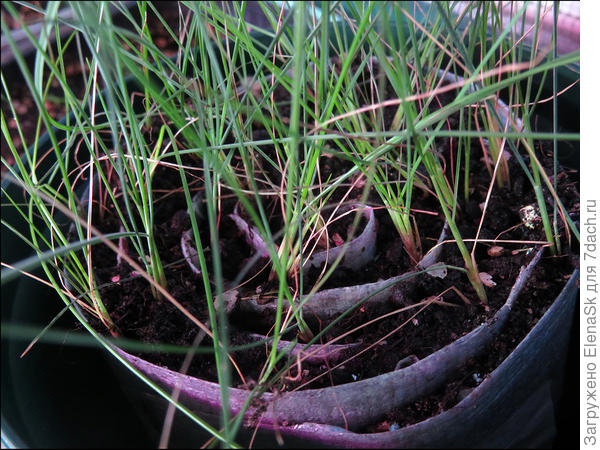 Шероховатка в улитке на лоджии в кашпо