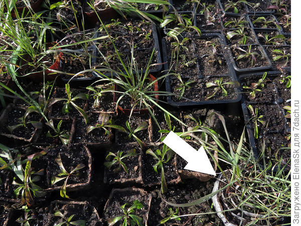 Улитка прикопана в грунт (справа внизу)