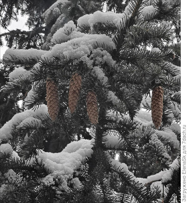 Фото 2-1. Уменьшила яркость, подняла контраст..