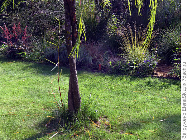 так был сплетен ствол ивы Шверина