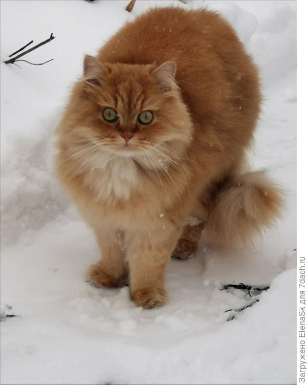 Фото 3. Красавица! (ну, или красавец).