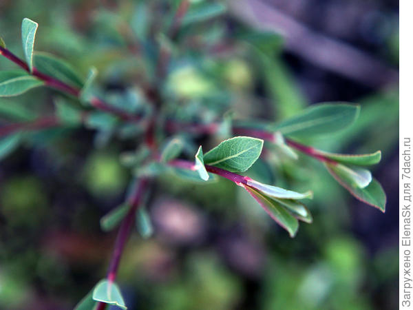 Ива Маяк. Цвет прута очень красивый                                                    , темный бордо, лист - тоже, он не зеленый а сизый, что ли...  Цвет насыщенный.
