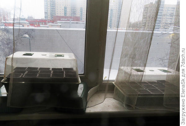 Вероники 30 горшочков получилось.