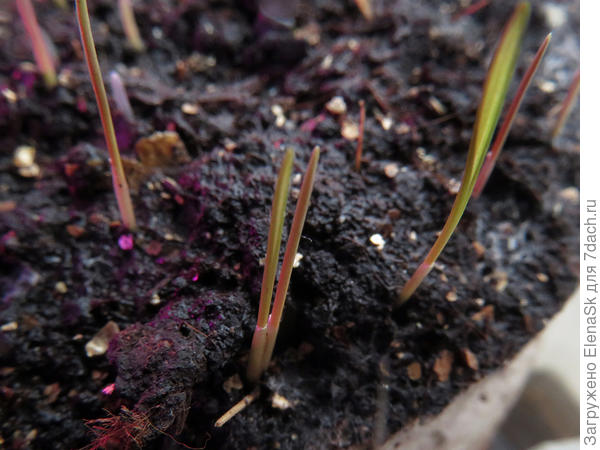 Шероховатка, всходы крупнее