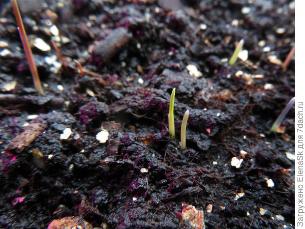 Шероховатка - масса носиков еще вылезает...