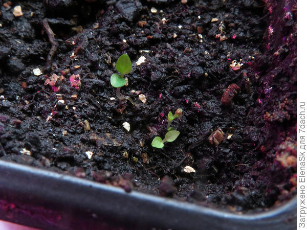 Полезли всходы колосковой вероники.