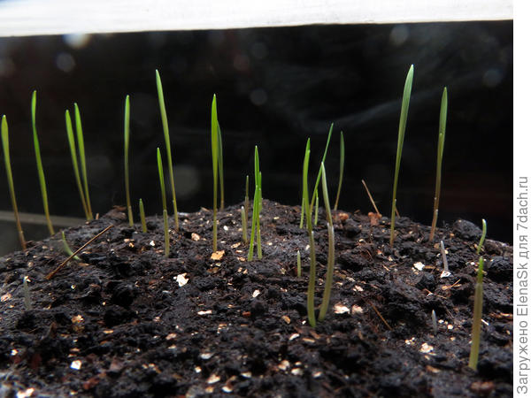 2 марта она уже стала заметной.