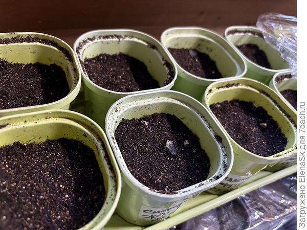 Я про эти стаканчики спрашиваю