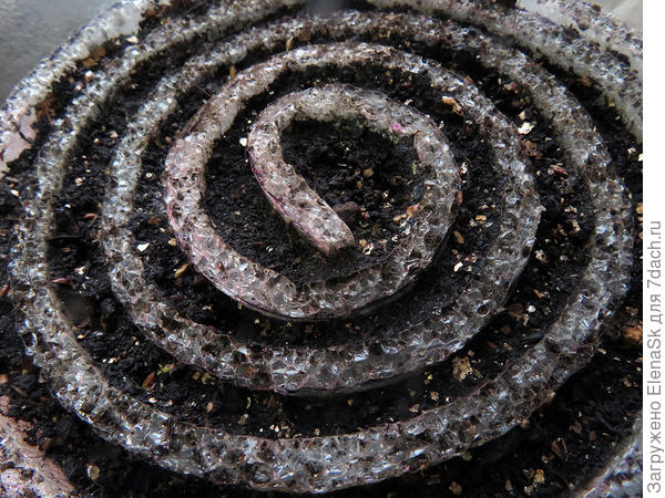 Пустая улитка.