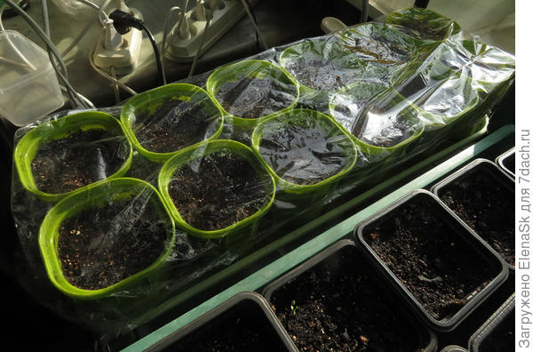 В такие стаканчики посеяла