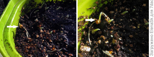 Через час - паолска уже корешок в грунт развернули и подняли семечко...