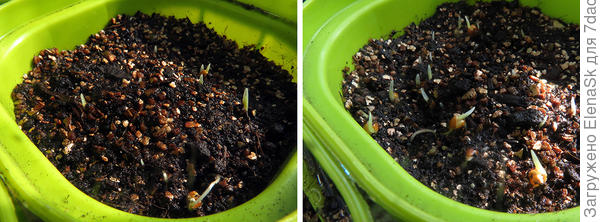 Хвостики во всех стаканчиках