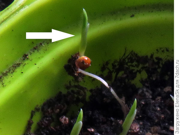 Стрелкой пометила росток из поднятого семечка. Их углубляла.