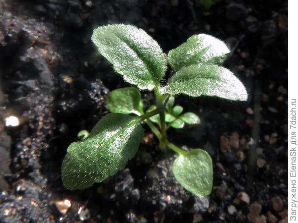 Возможно это вероника колосковая.