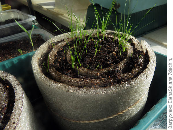 Так выглядят всходы сегодня в первой улитке