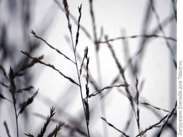 24 августа - молиния еще не цветет...