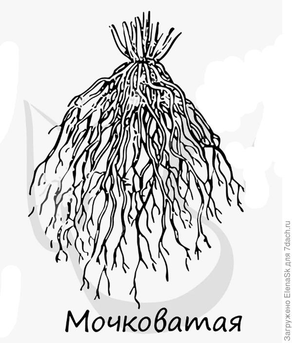 Корень такой, только еще и в бок корешки идут