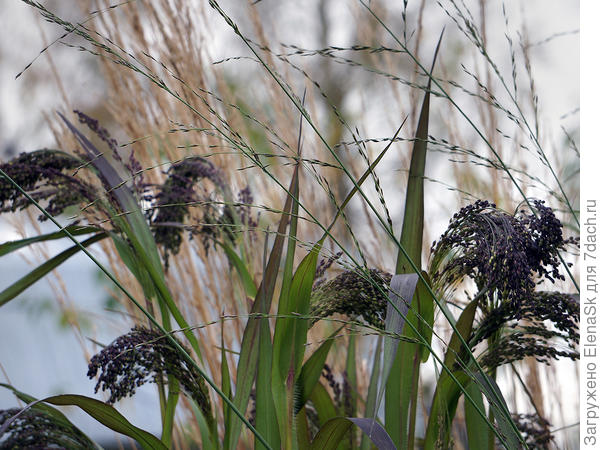Это как выглядело у меня в саду в былые времена. Среди злаков.