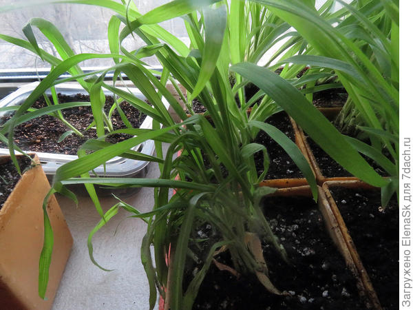 Этот стал вянуть