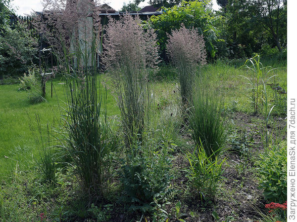фото снято в первой половине июля, здесь еще не много растений было в это время - видна их высота. Это растения не первого плана.