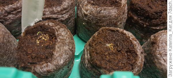 Всходы петуния