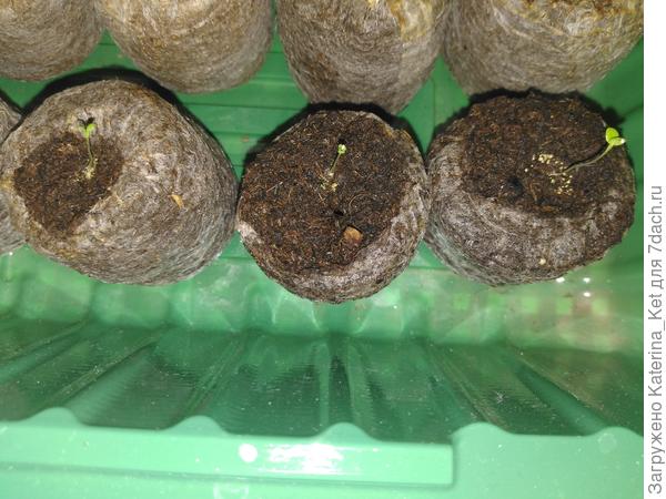 Петунии рассада.