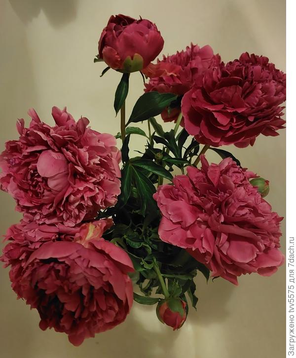 Пион. Его названия не знаю