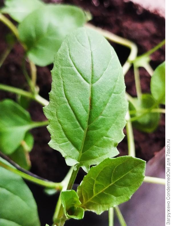 Неизвестное растение