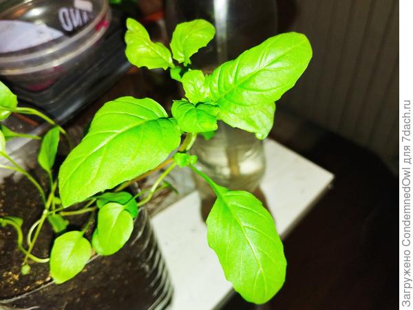 Неизвестное растение