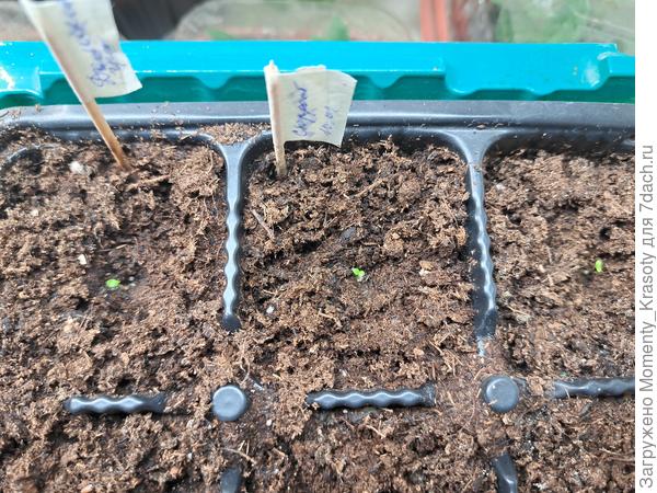 Желанные семядольки )