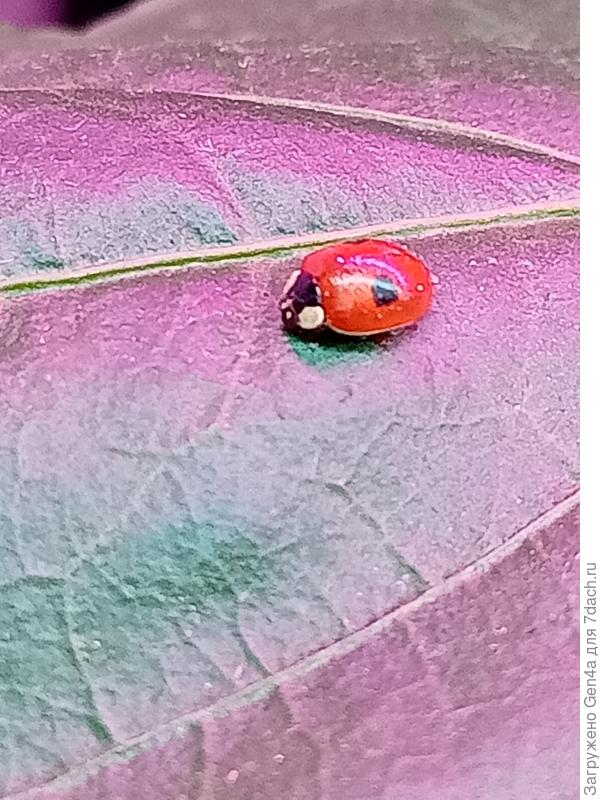 Божья коровка , на перцах, ноябрь 2022