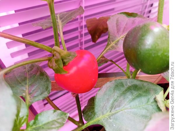 Перец сладкий Конфетка