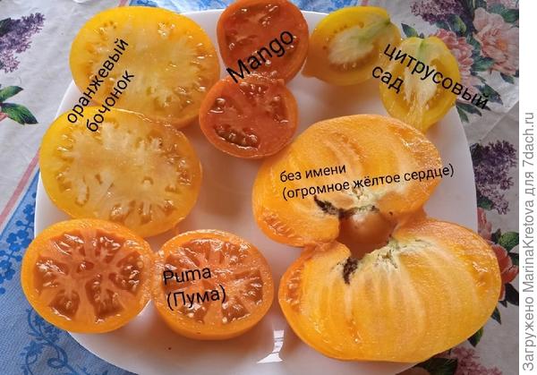 На тарелке сорта жёлтых самых вкусных помидоров.