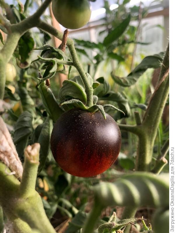 чёрная галактика